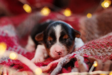 Cute small newborn biewer york puppy laying on the scarf in the Christmas lights