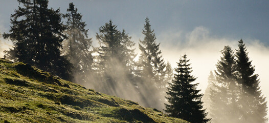 alpine meadow, early morning fog, trees covered in clouds, panoramic wide angle