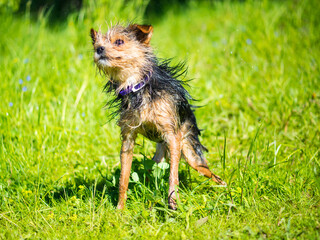 Yorkshire terrier after swimming in the lake shakes off the water