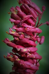 Flowers, trees, and shrubs of the US