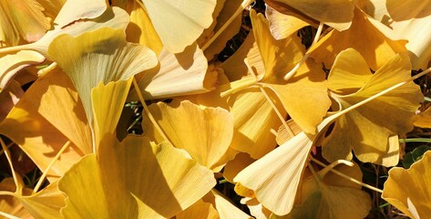Flowers, trees, and shrubs of the US