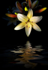 Lily flower on a black background, over water with reflection