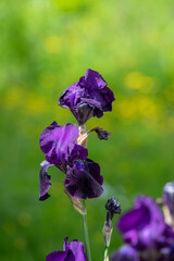 Purple iris flowers in bloom
