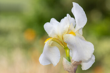 Close up of as white iris flower in bloom
