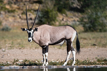 An Oryx antelope at a waterhole in Etosha National Park in Namibia Africa