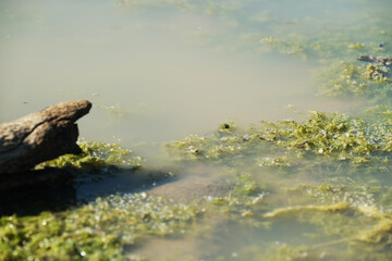 Fototapeta na wymiar Turtle head in camouflage with pond moss and muck in water.