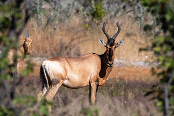 Red Hartebeest In The bush in Etosha Nationparc Namibia