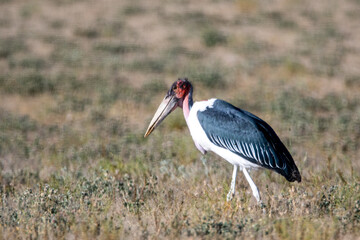 A Marabou Stork in the Etosha National Park of Namibia