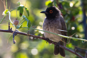 The African Red-eyed Bulbul or Black-fronted Bulbul (Pycnonotus nigricans) Namibia