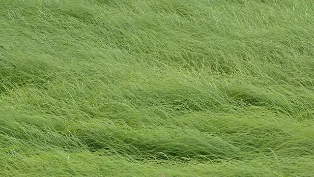 Field full of long green marsh hay cordgrass stems waving in the wind 