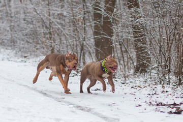 American bully xxl and American pitbull terrier dogs playing and posing in the winter forest
