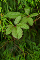 ブドウ科の雑草ヤブガラシ