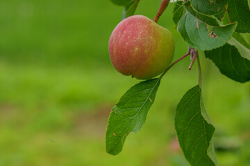 赤く熟した食べ頃の姫林檎