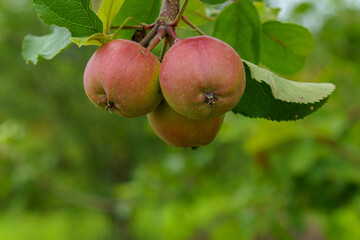 赤く熟した食べ頃の姫林檎