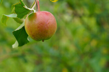 赤く熟した食べ頃の姫林檎