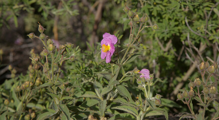 Flora of la Palma - flowering Cistus, rockrose from pink flowering clade, pyrophyte plant