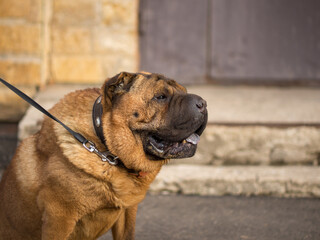 old shar pei on a leash on a city background