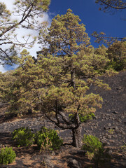 Fototapeta na wymiar Flora of La Palma - Pinus canariensis, fire-resistant Canary pine, able to recuperate after wildfire, vegetative symbol of the island in various stages of fire and heat damage from volcanic eruption
