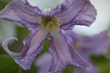 Flowers, trees, and shrubs of the US