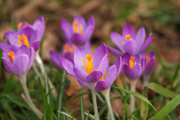 Purple crocus flowers in early spring