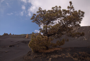 Fototapeta na wymiar La Palma, landscape of the central part of the island, in El Paso municipality black dunes of volcanic ash produced by 2021 volcano, Canary Pines with yellow needles still standing 