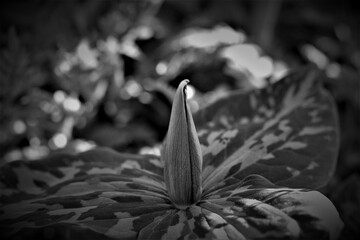 Flowers, trees, and shrubs of the US
