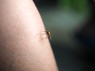 mosquito sits on human skin blood-sucking insect