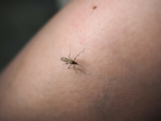 mosquito sits on human skin blood-sucking insect