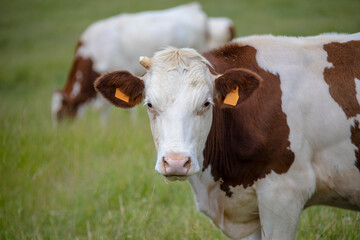 Cow on a farm.Portrait of a white and brown spotted cow close-up.