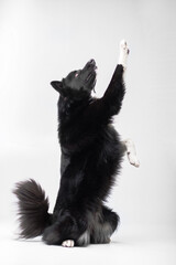 Black and white yakutian laika posing and doing tricks on the isolated white background 