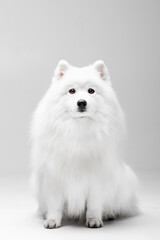 White Japanese spitz dog posing and doing tricks on the isolated white background