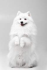 White Japanese spitz dog posing and doing tricks on the isolated white background
