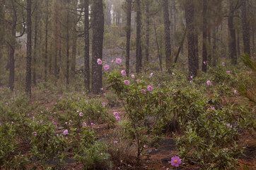 Flora of la Palma - flowering Cistus, rockrose from pink flowering clade, pyrophyte plant