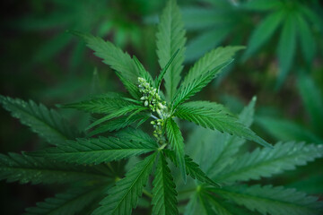 Naklejka na ściany i meble Cannabis bush is a narcotic and medicinal plant.
