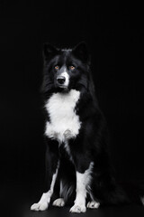 Black and white yakutian laika posing on the isolated black background 