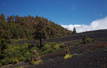 La Palma, landscapes along the long-range popular hiking route Ruta de Los Volcanes, 
going along the crest of the island from El Paso to Fuencaliente municipalities 
