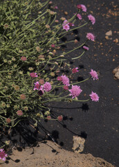 Flora of La Palma - Pterocephalus porphyranthus, scabious endemic to the island, natural floral background
