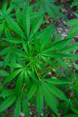 Fototapeta na wymiar Cannabis bush is a narcotic and medicinal plant.