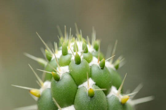 Macro view of the arm of a cactus or cactos