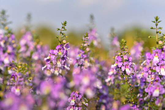 Beautiful blooming angelonia goyazensis benth in in flowers village, udon thani province in thailand, vivid pink angelonia goyazensis benth, Angelonia Serana Lavender