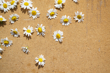 daisies on the sand