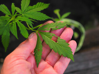 insect-eaten leaf of a cannabis plant.marijuana leaf damage