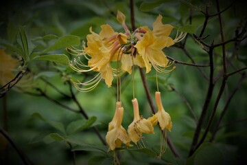 Flowers, trees and shrubs of the US