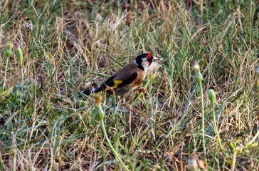 Chardonneret à table, goldfinch eating dandelion seeds
