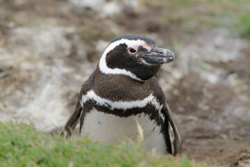 Obraz premium Magellanic Penguin (sphenicus magelanicus) looking out from its burrow on Bleaker Island, one of the Falklands Islands