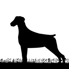 dog on grass silhouette on white background, isolated, vector