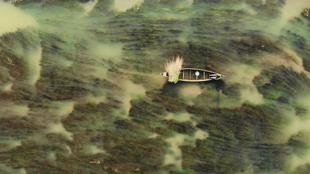 Boating through algae covered river in Bangladesh. Explore tranquil river waters as people guide their boats through a serene landscape covered with green algae resembling reeds
