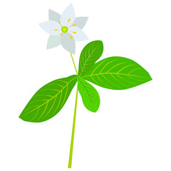 Lysimachia europaea - forest plant,called by the common name
 chickweed-wintergreen or arctic starflower.
Vector drawing for layouts