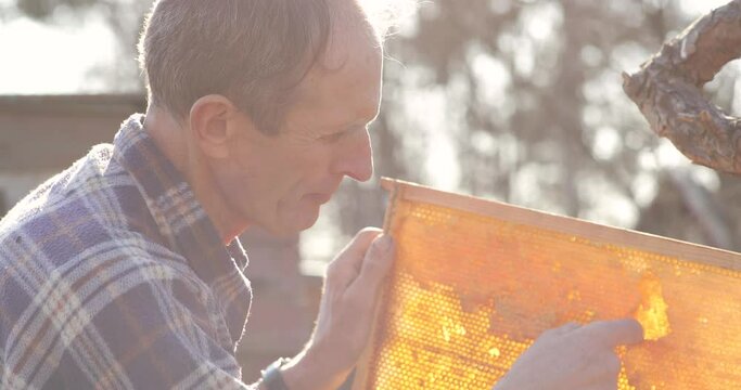 Beekeeper holding a piece of fresh honeycomb taken from beehive in apiary
