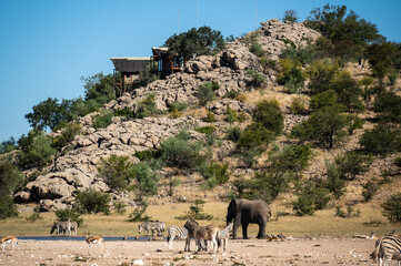 Elephants, zebras and springboks at a waterhole in front of a lodge in Etosha National Park in...